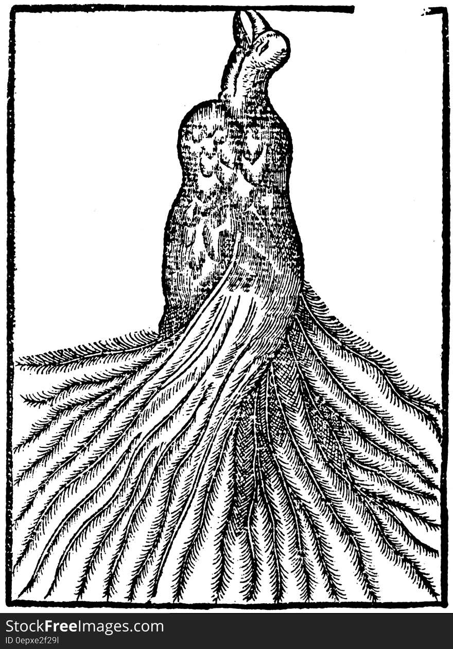 Black and white ink illustration of bird wrapped in plumage. Black and white ink illustration of bird wrapped in plumage.