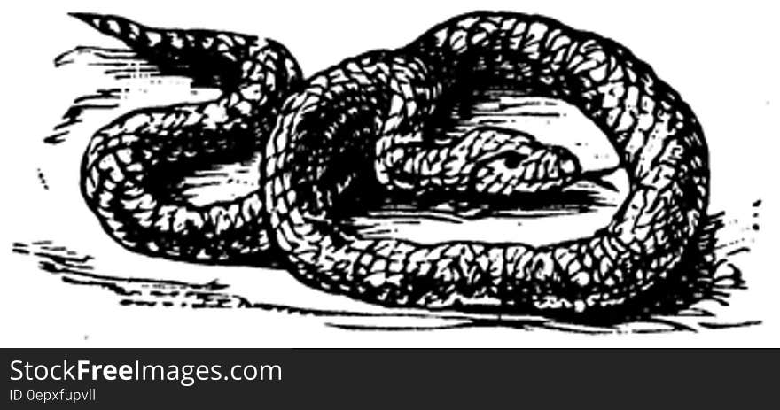 serpent-001