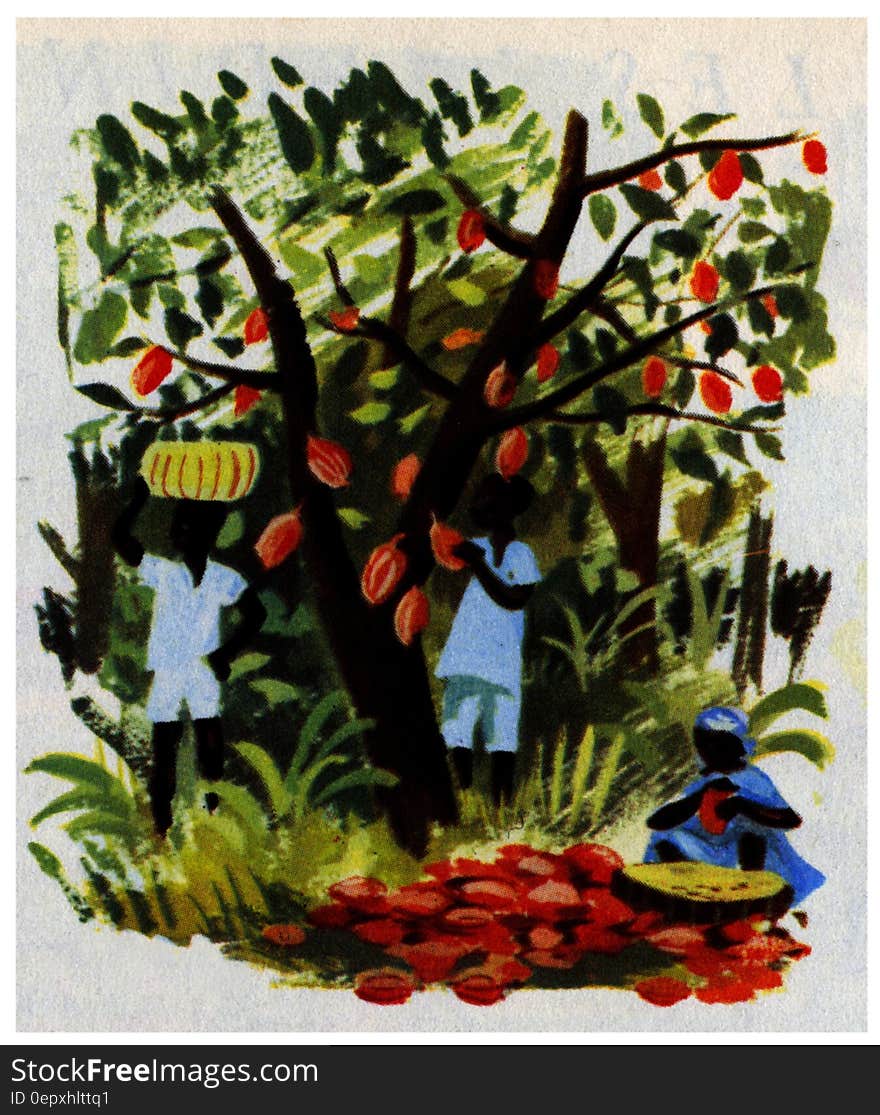 cacao