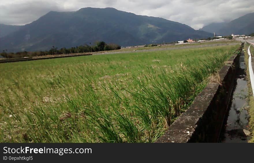 Rice paddy landscape in rural field against mountains on overcast day.