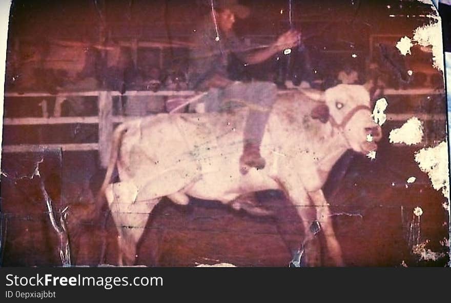 Man riding steer inside corral in vintage torn sepia image. Man riding steer inside corral in vintage torn sepia image.