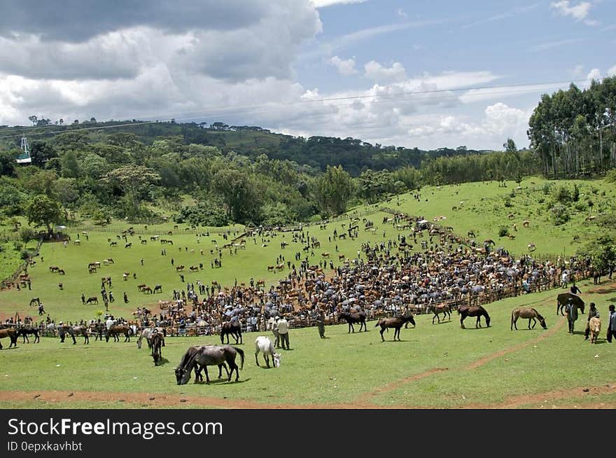 Horses grazing on green grassy rural hillside. Horses grazing on green grassy rural hillside.