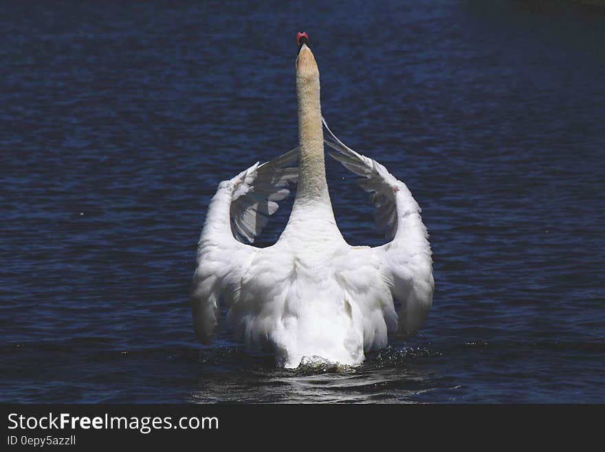 White swan on blue waters on sunny day.