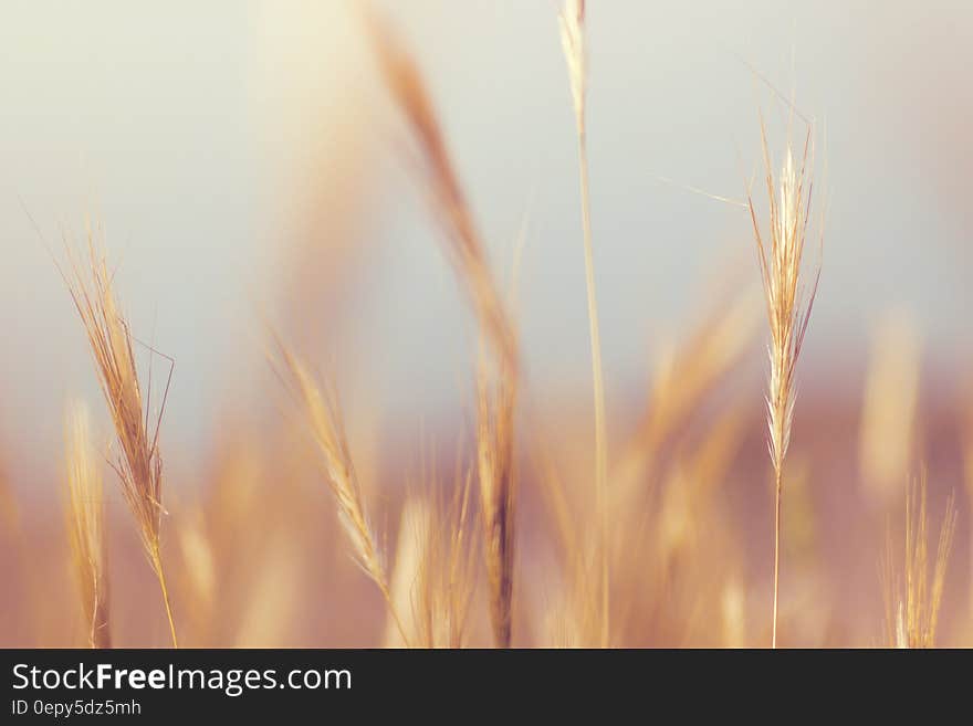 Close up of golden grains of wheat in field on sunny day.