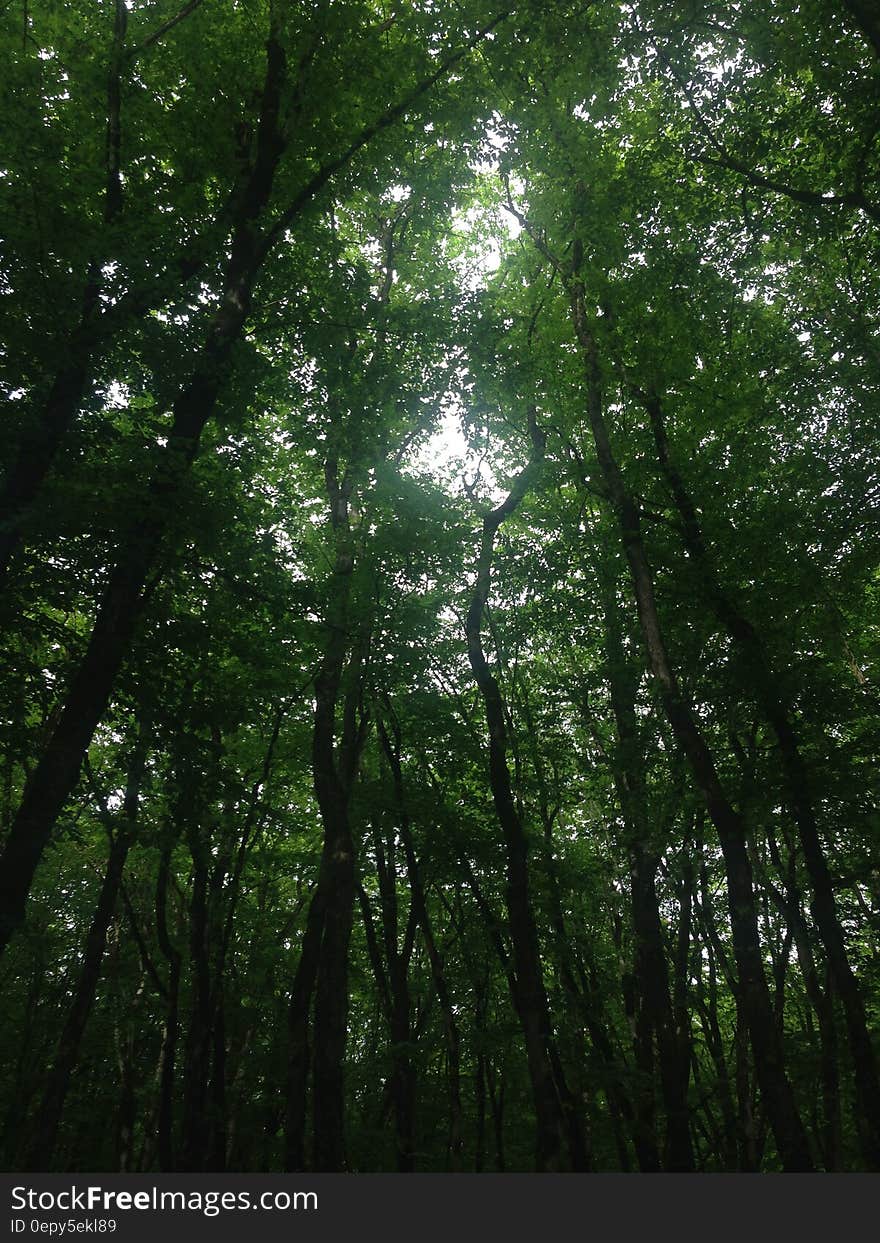 Leafy tops of green trees in sunny forest. Leafy tops of green trees in sunny forest.