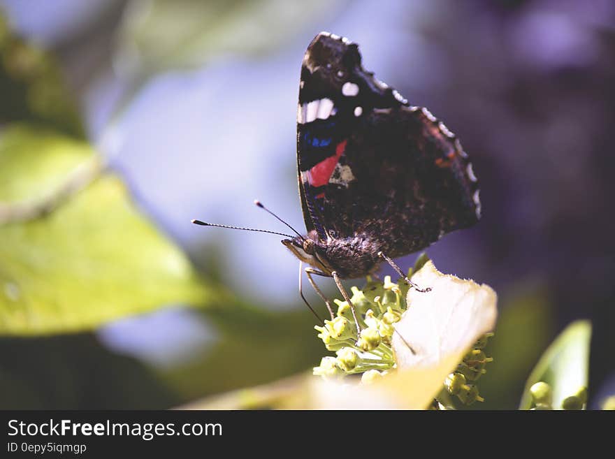 Portrait of black butterfly perched on white flowers in sunny garden. Portrait of black butterfly perched on white flowers in sunny garden.