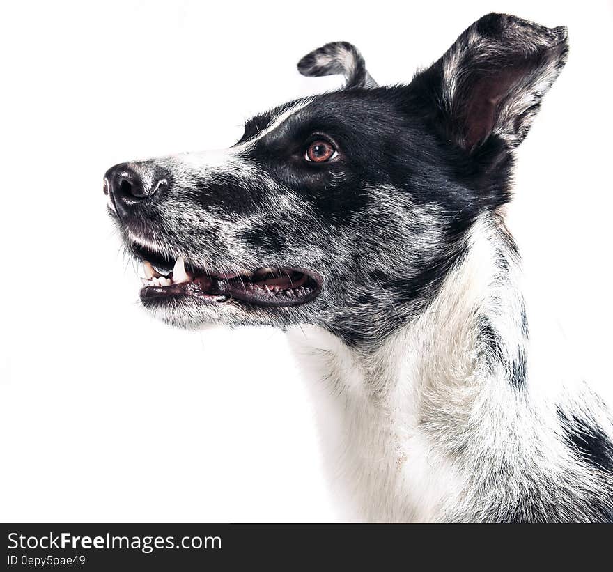 Portrait of black and white dog in studio.