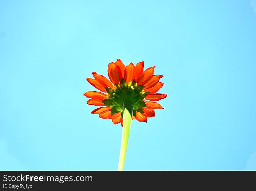 Close up of orange bloom on green stem against blue. Close up of orange bloom on green stem against blue.