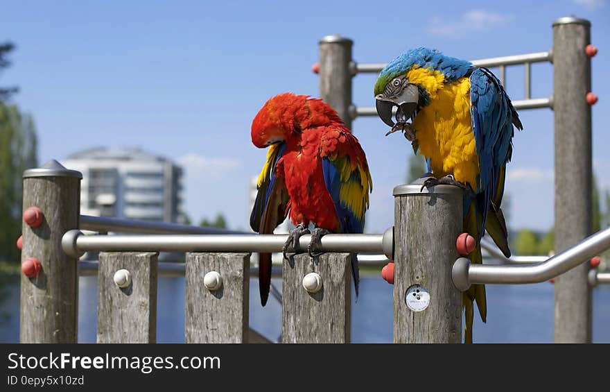 Colorful parrots on perch next to waters on sunny day. Colorful parrots on perch next to waters on sunny day.