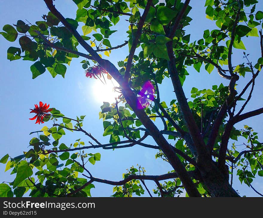 Green Trees Under Blue Sky during Daytime