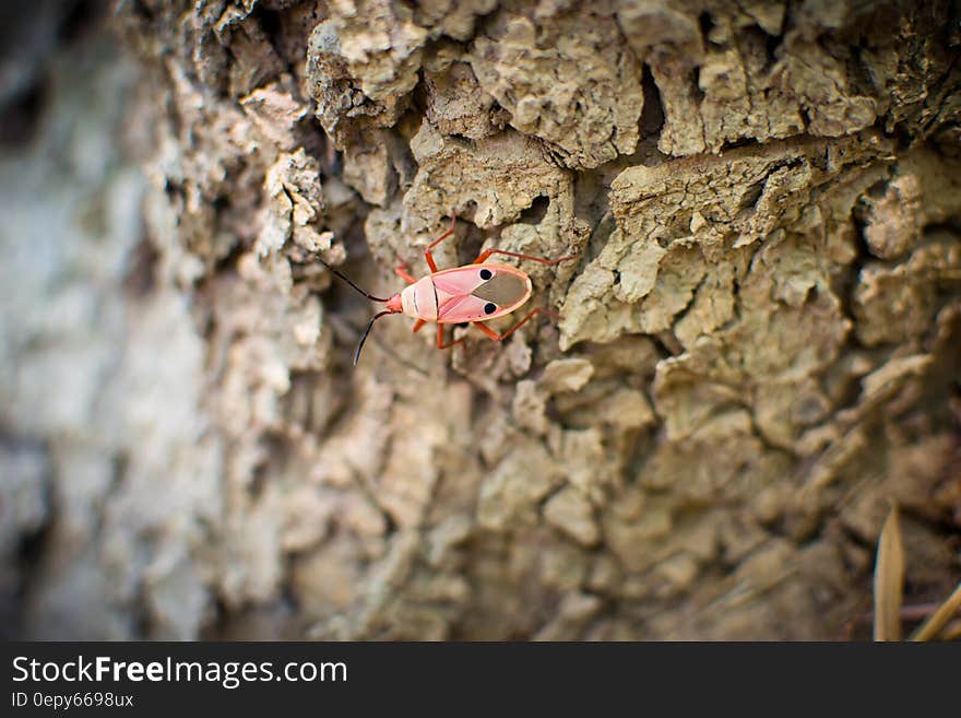 Pink White and Black 6 Legged Insect