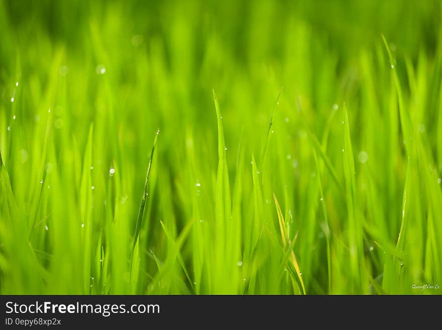 Close Up Photo of Green Grass Under Sunny Sky during Daytime