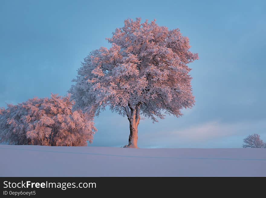 Pink Leaved Tree during Daytime