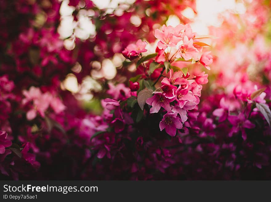 Pink Green and Purple Flowers during Daytime