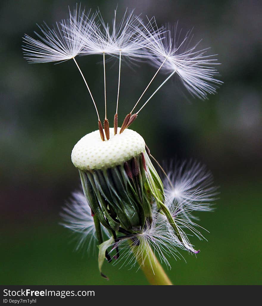 Close Up Photography of White Dandelion Seed