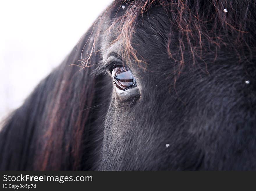 Closeup portrait of black horse with single staring eye, white background. Closeup portrait of black horse with single staring eye, white background.