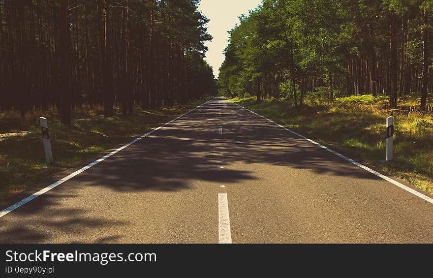 Photo of Gray Cement Road in the Middle of the Forest during Day Time