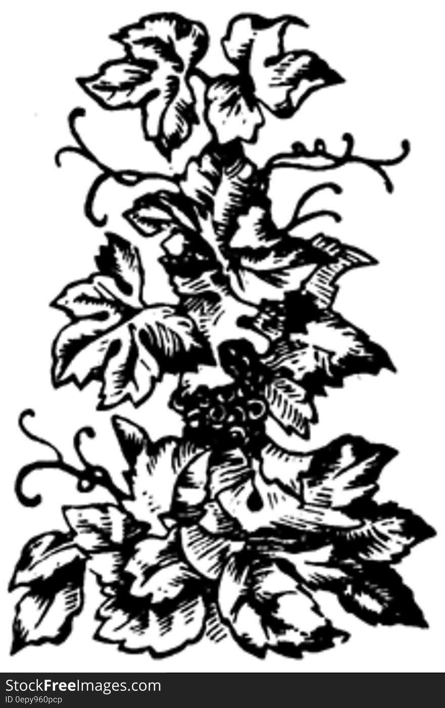 vignette-009