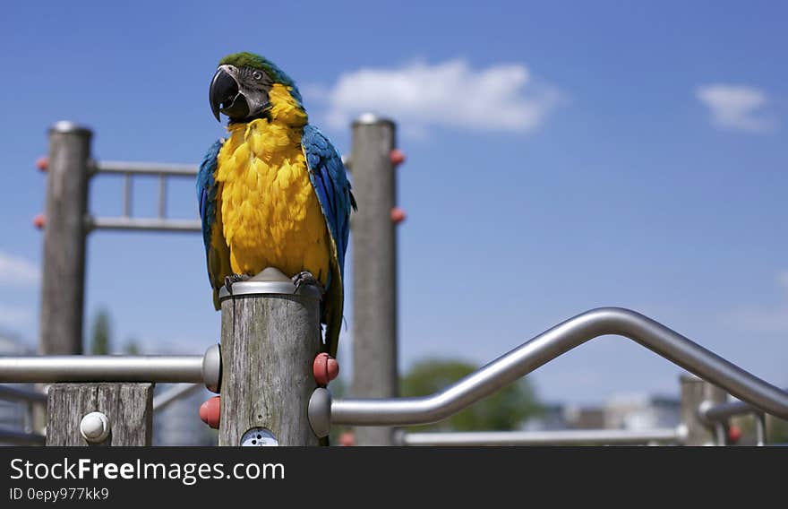 Scarlet Macaw on Brown Wooden Framed Metal Railing during Daytime in Macro Photography