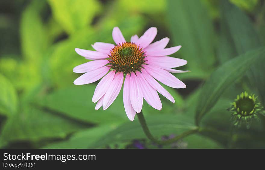 Purple Petaled Flower in Macro Photography