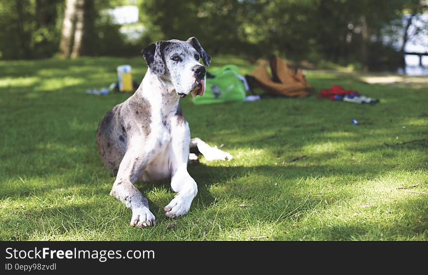 Blue Merle Great Dane