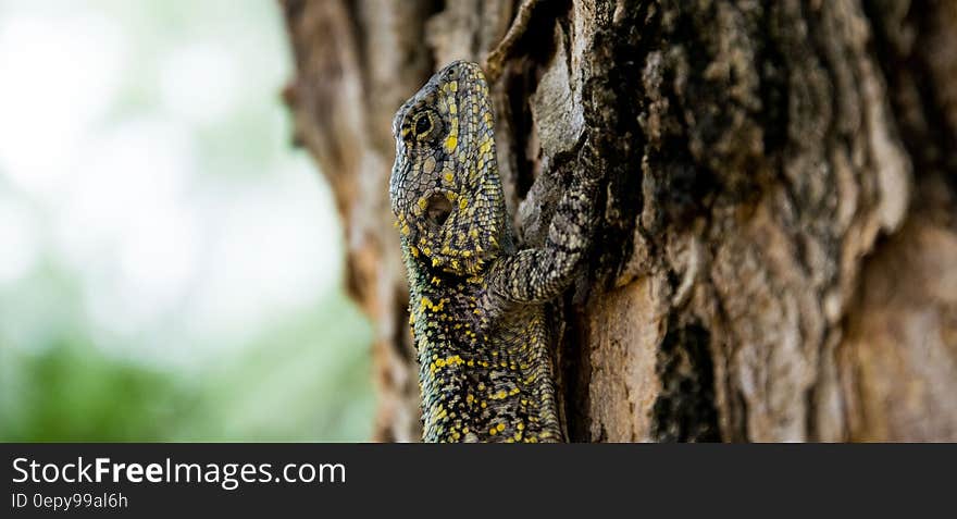 Brown Black Yellow Beige Lizard Climbing on Brown Tree