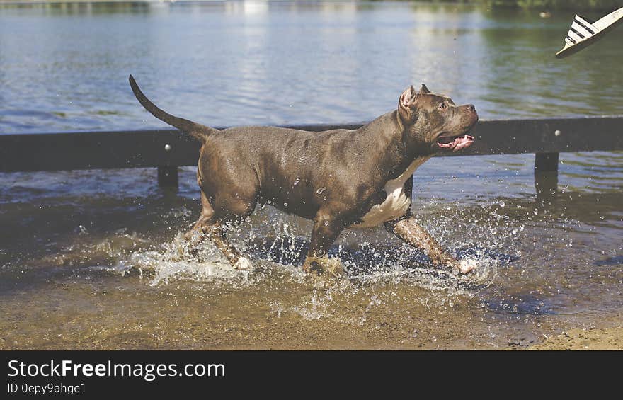 Tan American Pitbull Running on Water