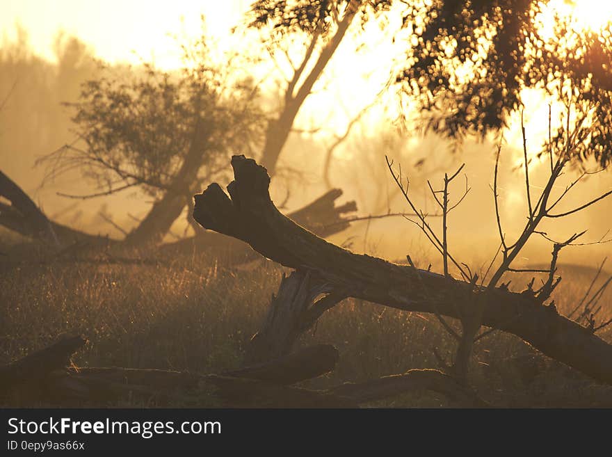 Brown Tree Trunk on Grass during Sunset