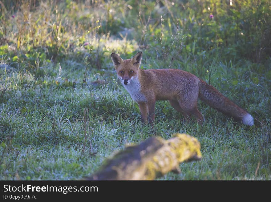 Brown Fox on Green Grass during Daytime