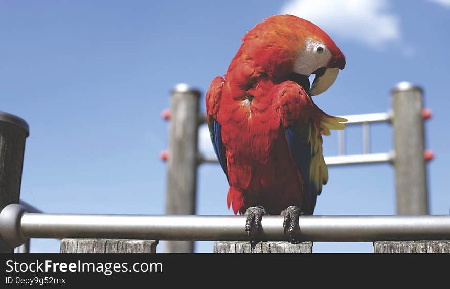 Red Parrot on Bar on Sunny Cloudless Day