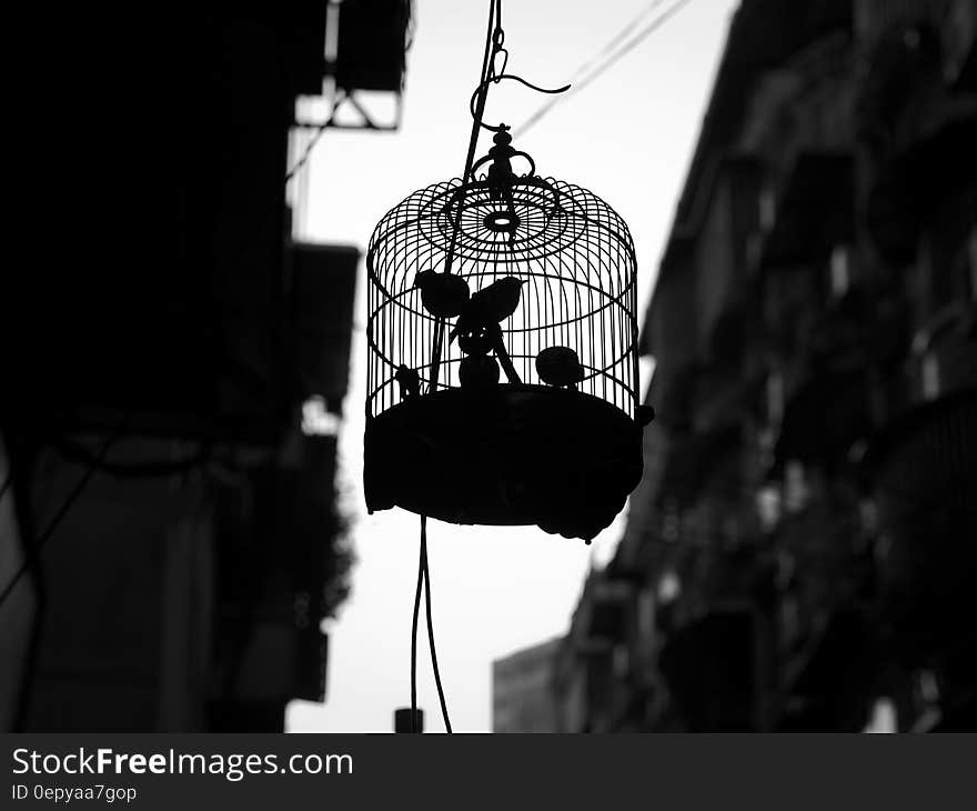 Grayscale Photo of Bird in Cage