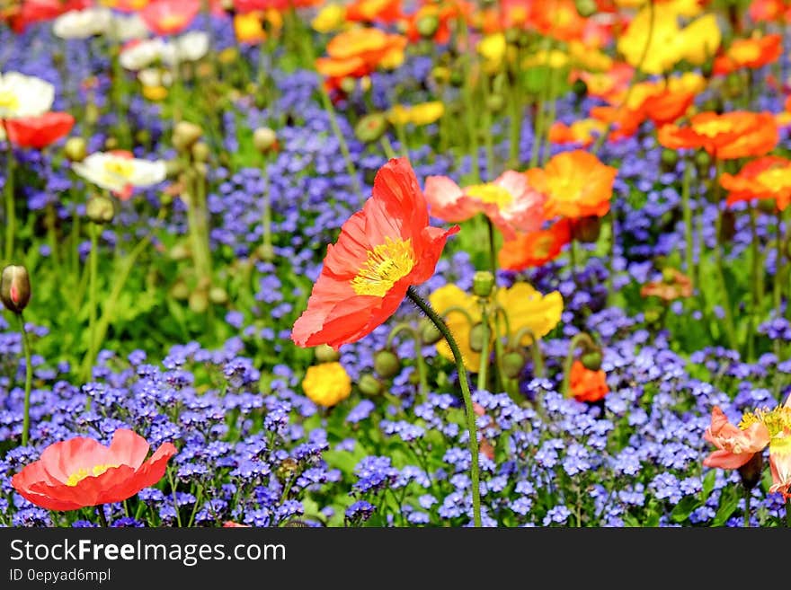 Close Up Photo of Red Petaled Flower