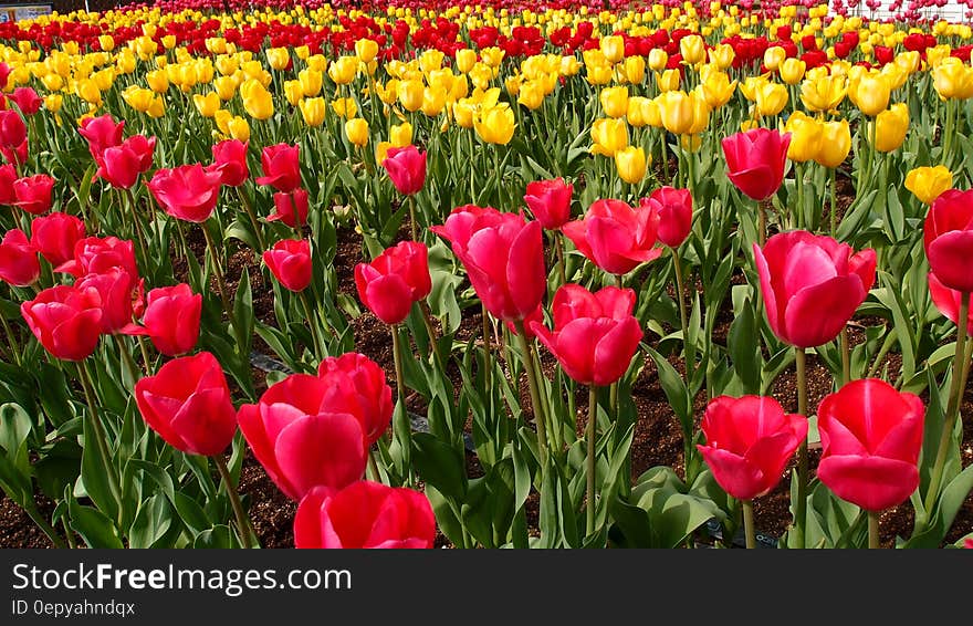 Red Petaled Flower