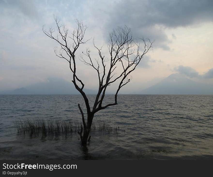 Bare tree in water against cloudy skies at sunset.