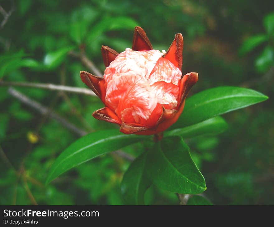 Red White Petaled Flower Close Up Photography