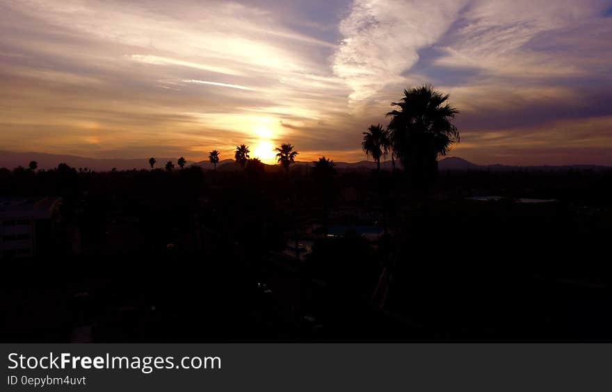 Silhouette of Palm Trees during Sunset