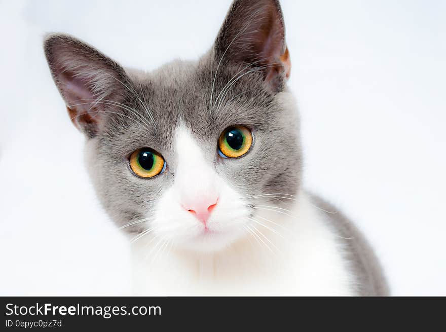 Grey and White Short Fur Cat