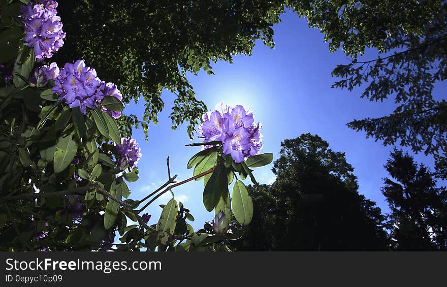 Worm&#x27;s Eye View of Flowers Beside Trees Under the Sky during Daytime