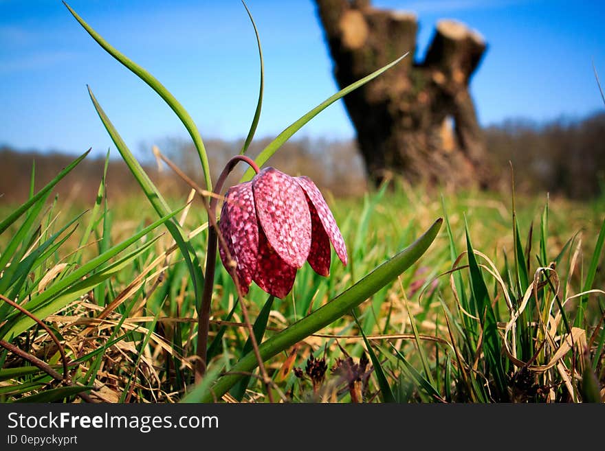 Re Dpetaled Flower Under Blue Sky