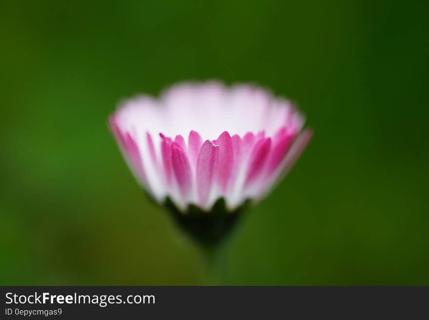 Tilt Shift Photography of Pink and White Multi Petaled Flower