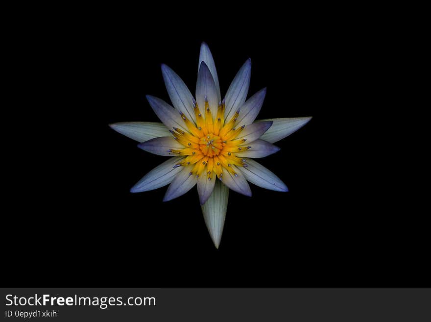 Grey and Yellow Petaled Flower