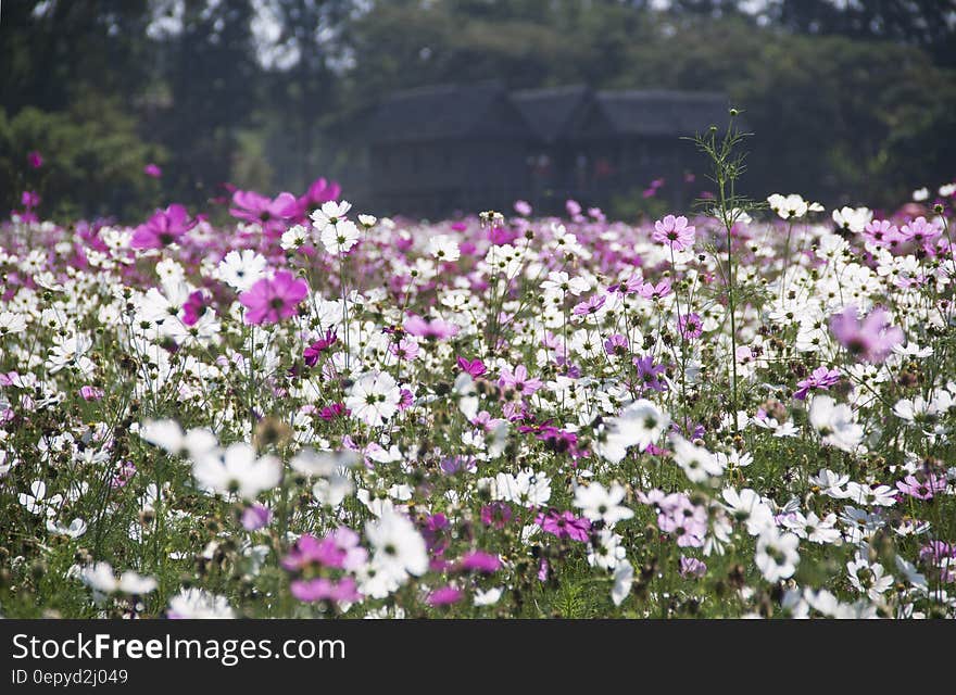 White and Purple Petal Flower Field