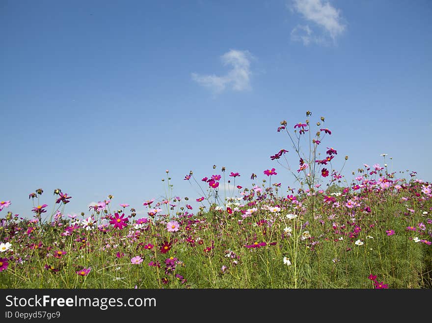 Purple and Pink Flowers Under White Clouds during Day Time