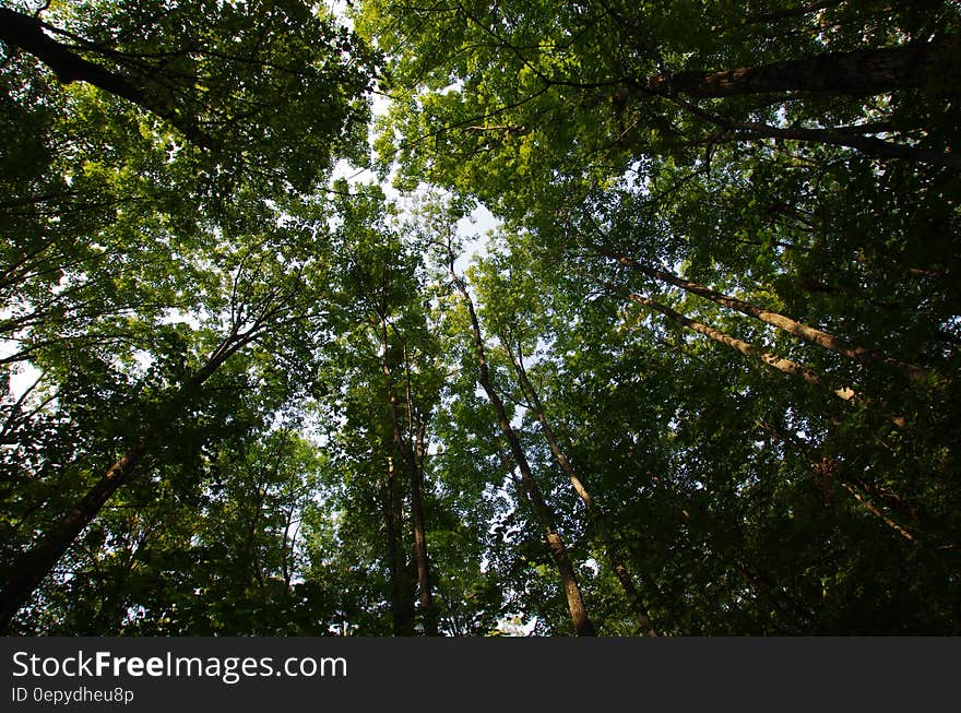 High Green Trees