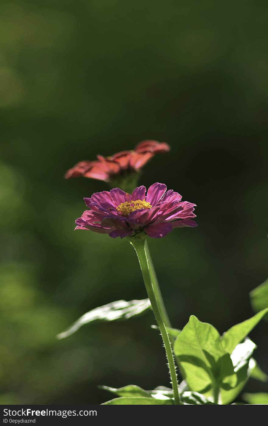 Close Up Photography of Purple Petaled Flower Near Orange Petaled Flower