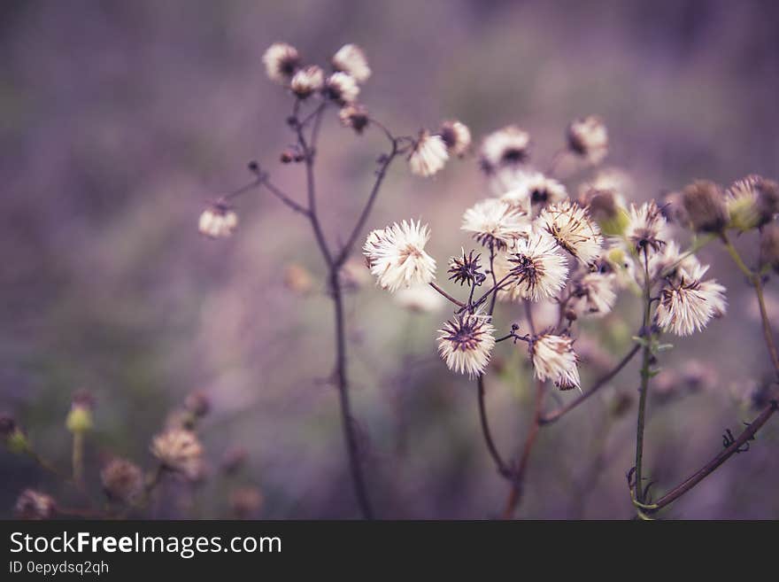 White Clustered Petaled Flower