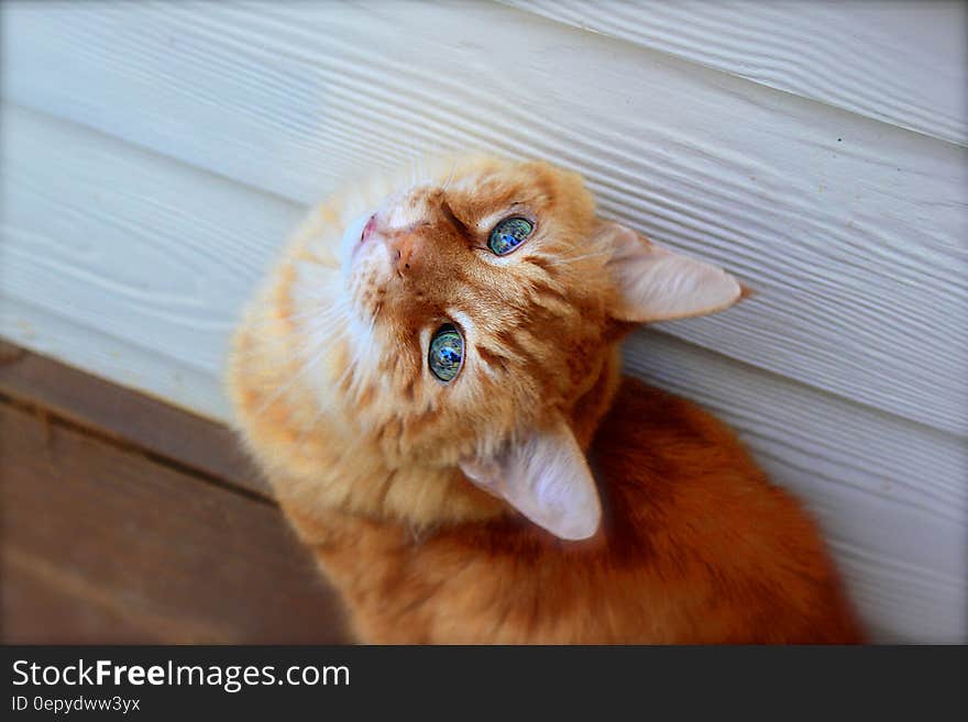 Close Up Photo of Tabby Cat