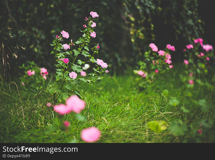 Pink Petal Flowers