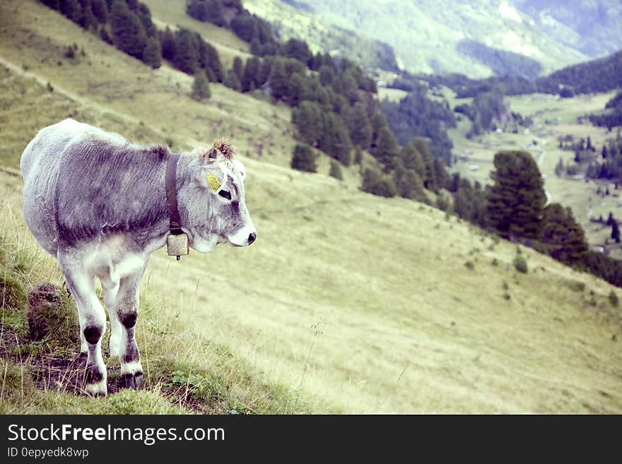 Grey Cow on Green Grass Field Near Near Trees during Daytime