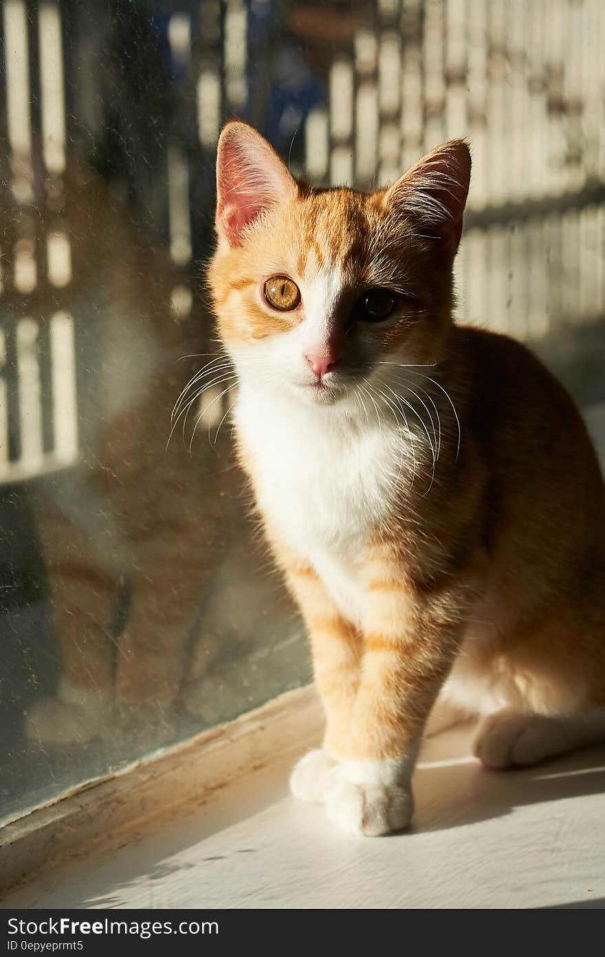 Orange and White Cat